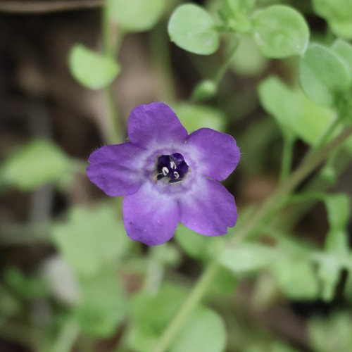 Blue fiestaflower (Pholistoma auritum)