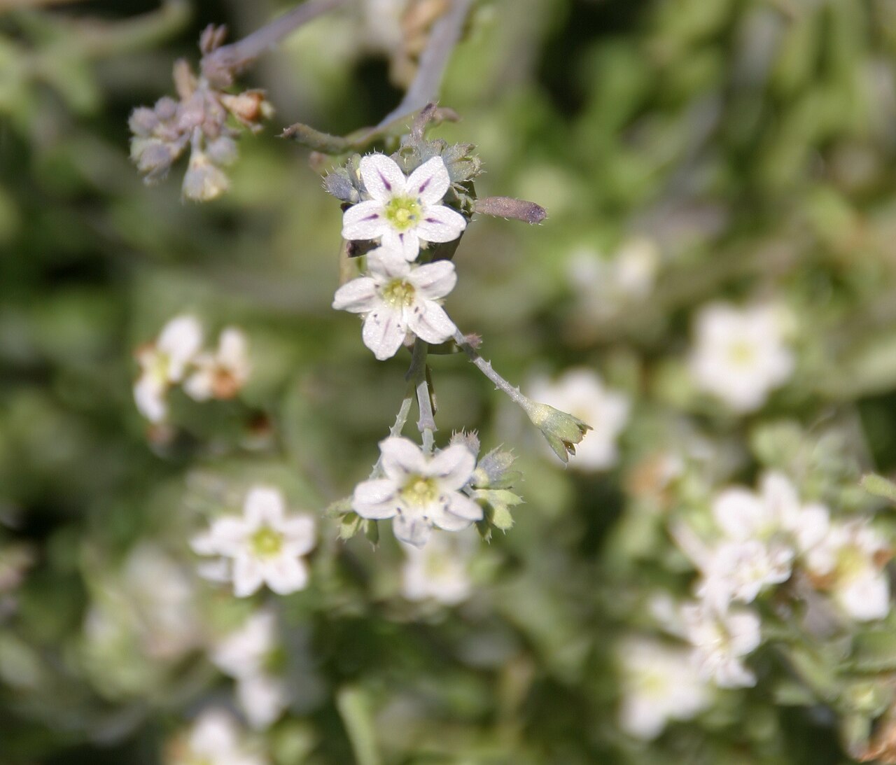 White fiestaflower: Pholistoma membranaceum