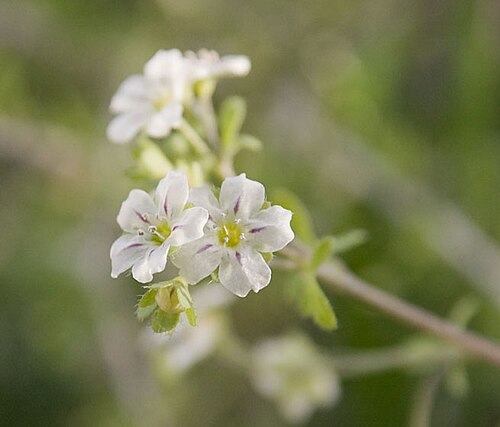 White fiestaflower: Fiesta Flower Kern County, California At the Wagon Wheel site south of Ridgecrest