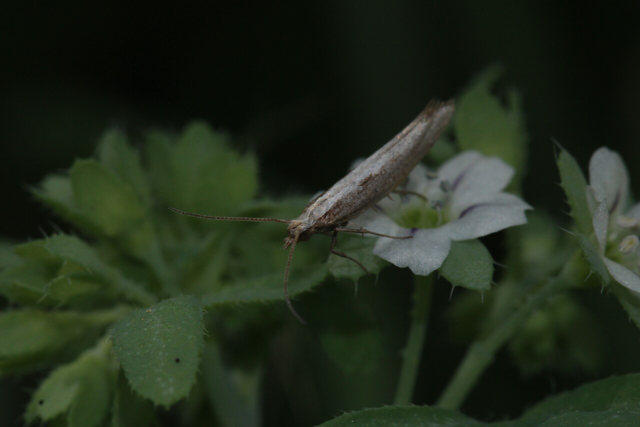 White fiestaflower: White Fiesta Flower Unidentified Trichoptera Identification by: Linda Edwards and Vern Benhart Viewpoint location: Dry wash west of Godde Hill Road, 150 m nort