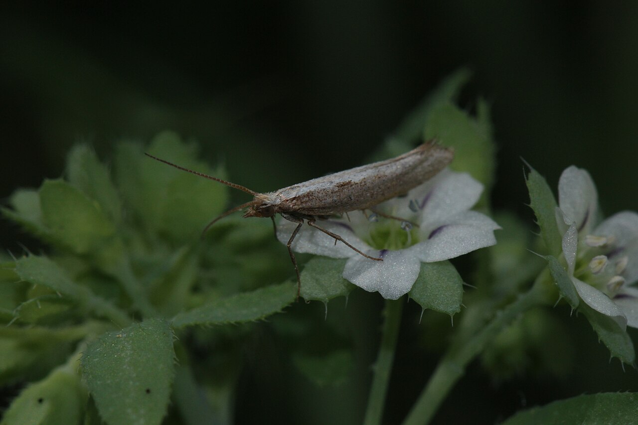 White fiestaflower: White Fiesta Flower Unidentified Trichoptera Identification by: Linda Edwards and Vern Benhart Viewpoint location: Dry wash west of Godde Hill Road, 150 m nort