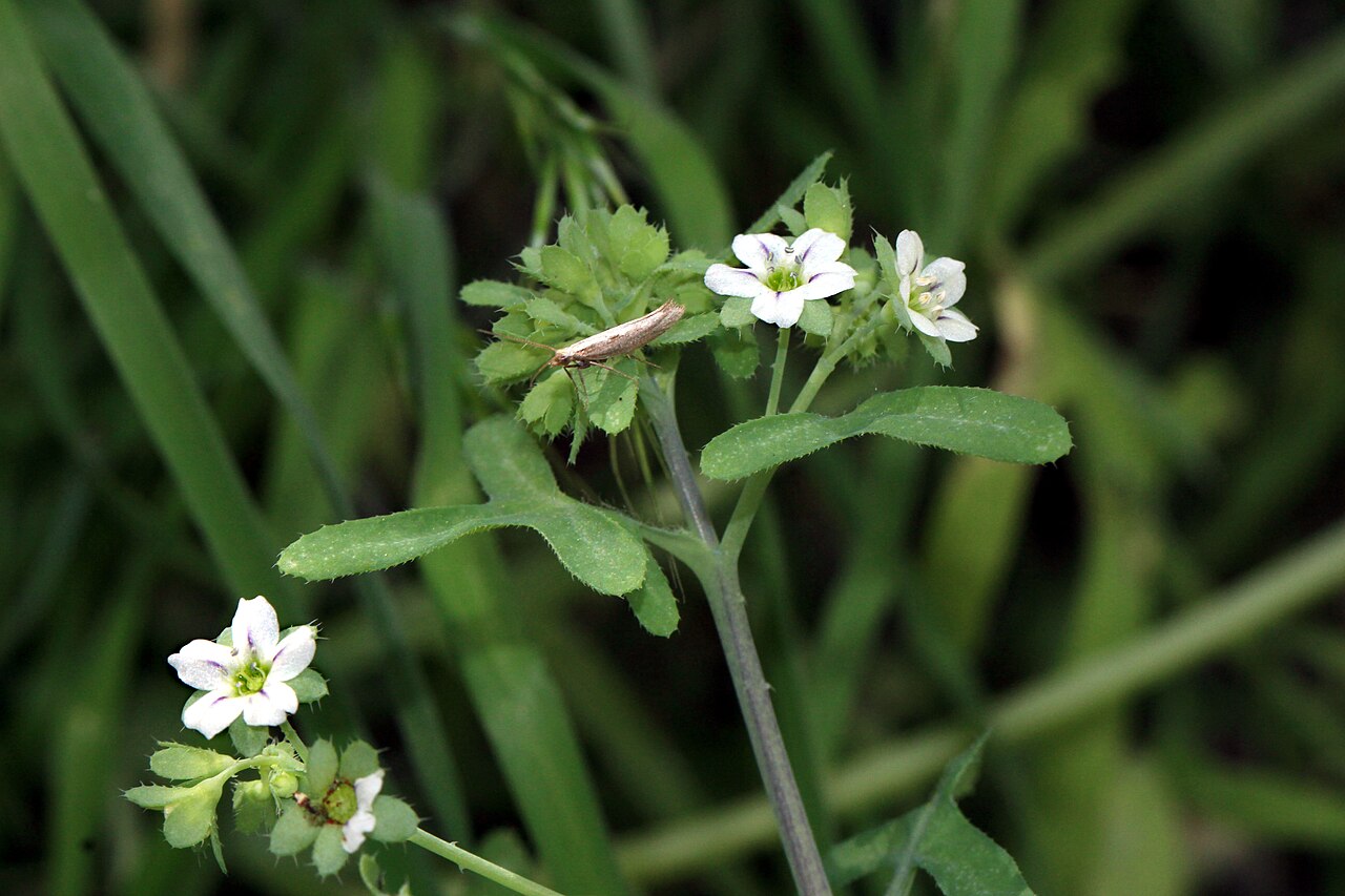 White fiestaflower: White Fiesta Flower Unidentified Trichoptera Identification by: Linda Edwards and Vern Benhart Viewpoint location: Dry wash west of Godde Hill Road, 150 m nort
