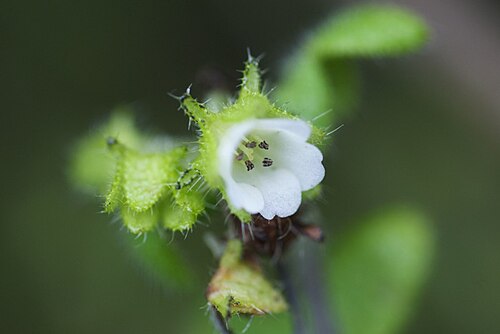 Racemed fiestaflower: Pholistoma racemosum in the Channel Islands of California, USA