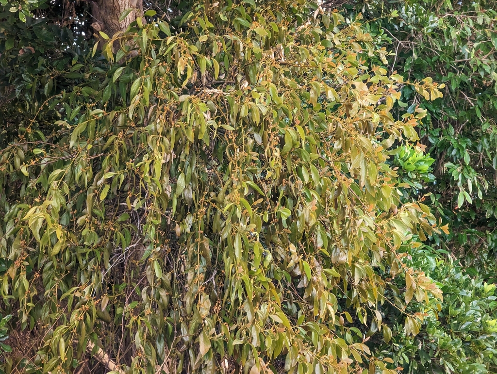 Goldenfruit mistletoe (Phoradendron anceps)