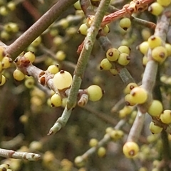 Mesquite mistletoe (Phoradendron californicum)