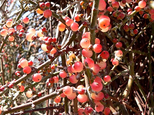 Mesquite mistletoe: Photo of Phoradendron californicum berries in the Santa Rosa Mountains above Palm Desert, California