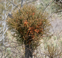 Mesquite mistletoe (Phoradendron californicum)
