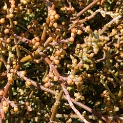 Mesquite mistletoe (Phoradendron californicum)