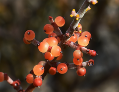 Mesquite mistletoe (Phoradendron californicum)
