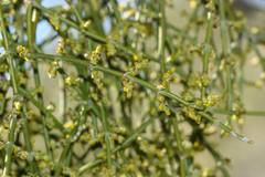 Mesquite mistletoe (Phoradendron californicum)