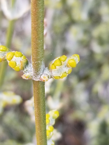 Mesquite mistletoe (Phoradendron californicum)