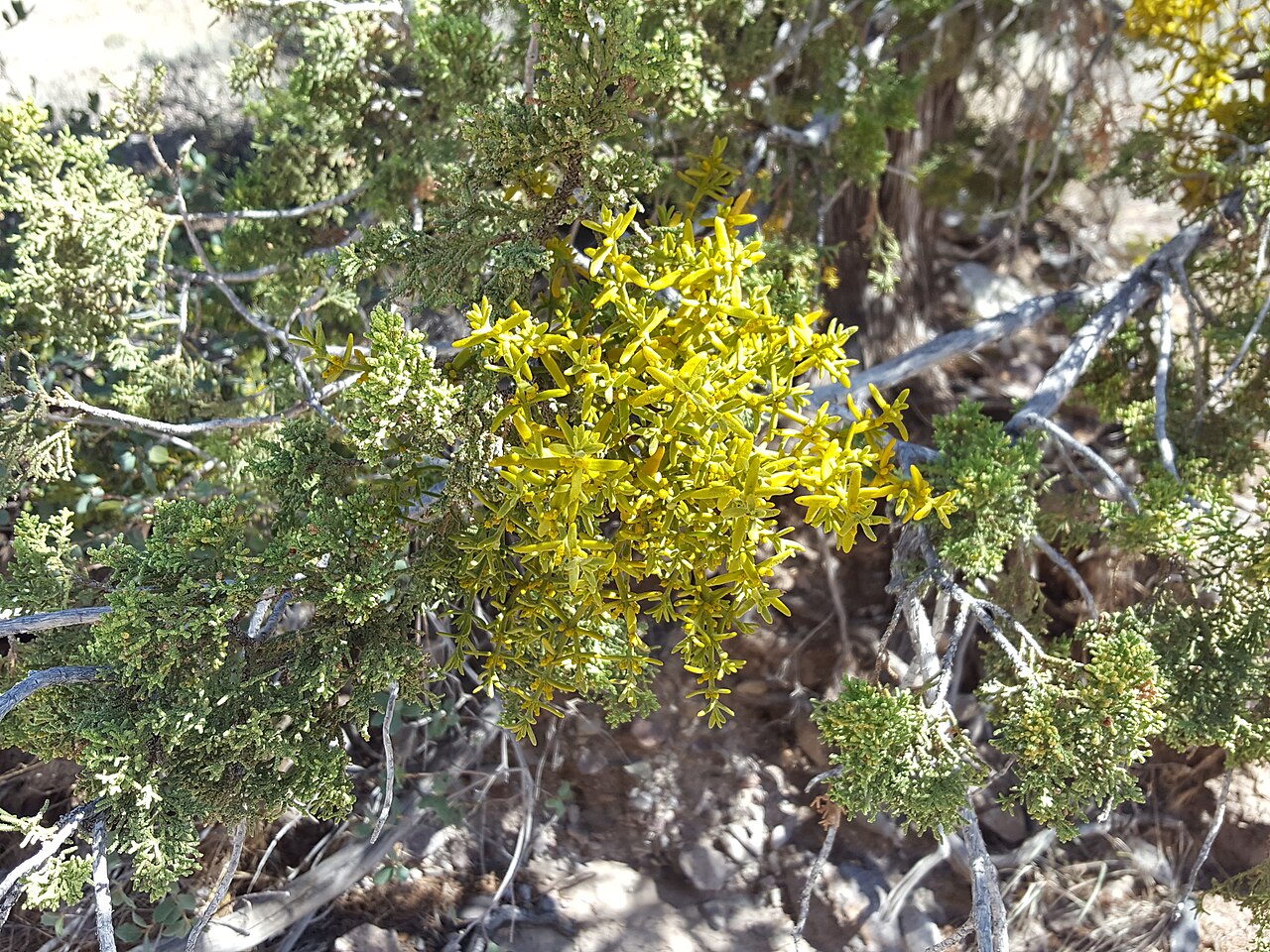 Downy mistletoe: Downy mistletoe ( Phoradendron capitellatum ) in the United States