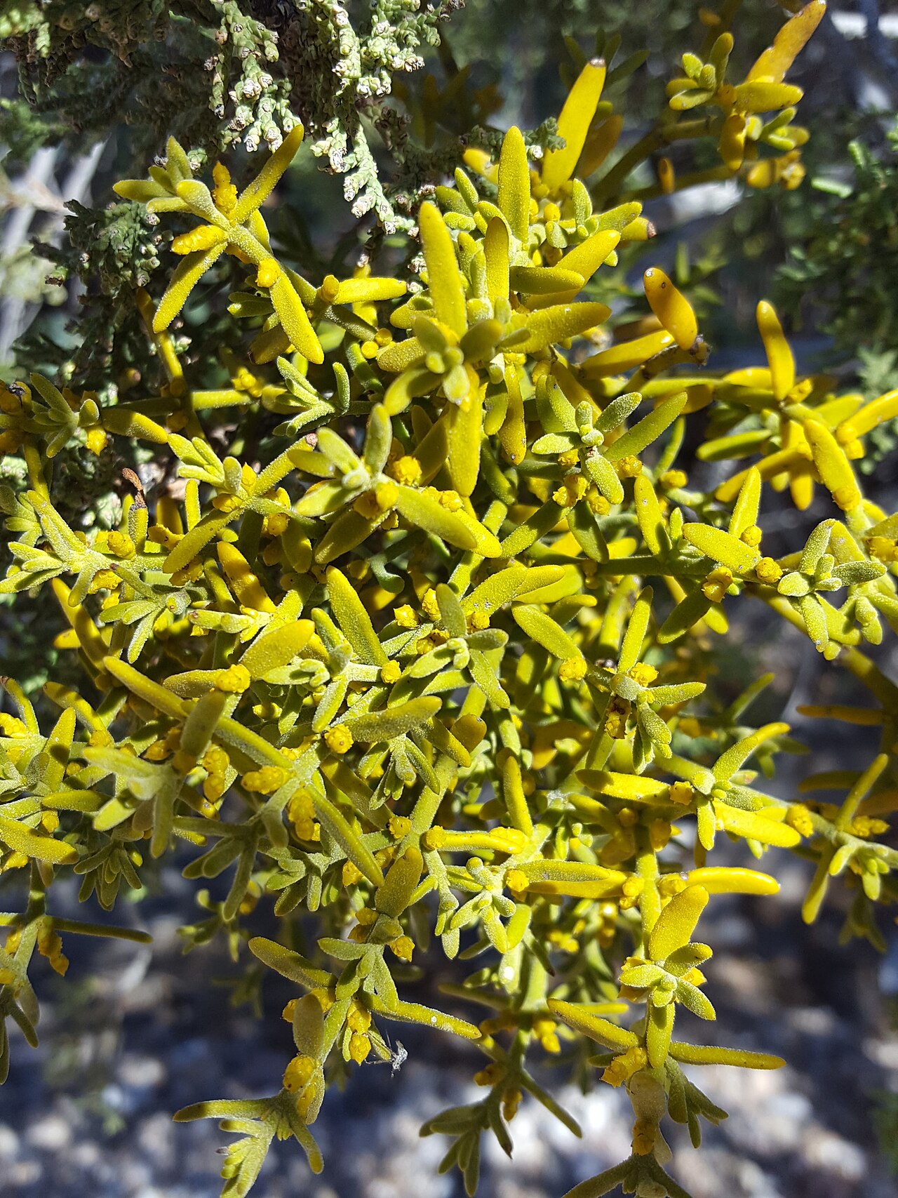 Downy mistletoe: Downy mistletoe ( Phoradendron capitellatum ) in the United States