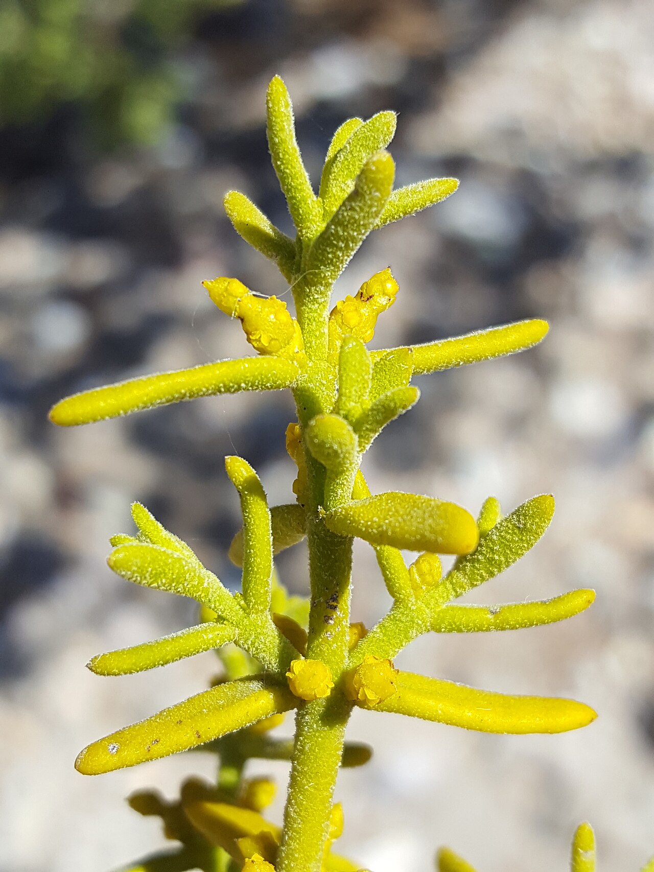 Downy mistletoe: Downy mistletoe ( Phoradendron capitellatum ) in the United States