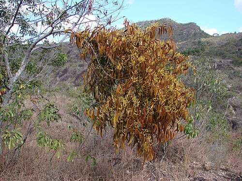 Phoradendron caripense: Phoradendron caripense Eichler - SANTALACEAE - Parque Estadual do Biribiri - Serra do Espinhaço - Diamantina - Minas Gerais - Brasil.