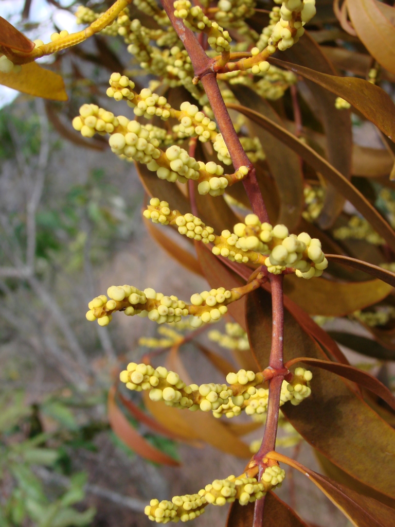 Phoradendron caripense: Phoradendron caripense - SANTALACEAE - Parque Estadual do Biribiri - Serra do Espinhaço - Diamantina - Minas Gerais - Brasil.