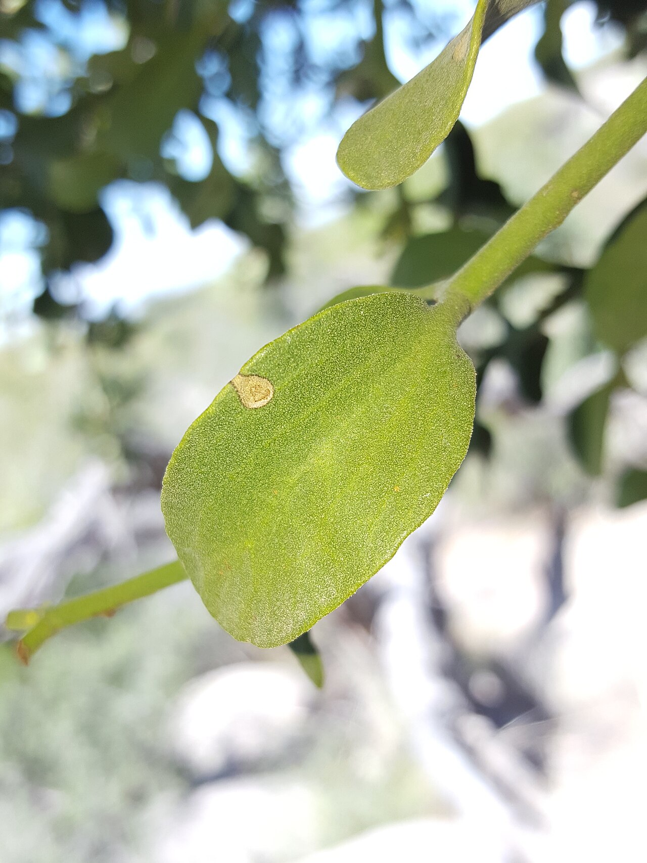 Cory's mistletoe: Cory's Mistletoe ( Phoradendron coryae ) in the United States