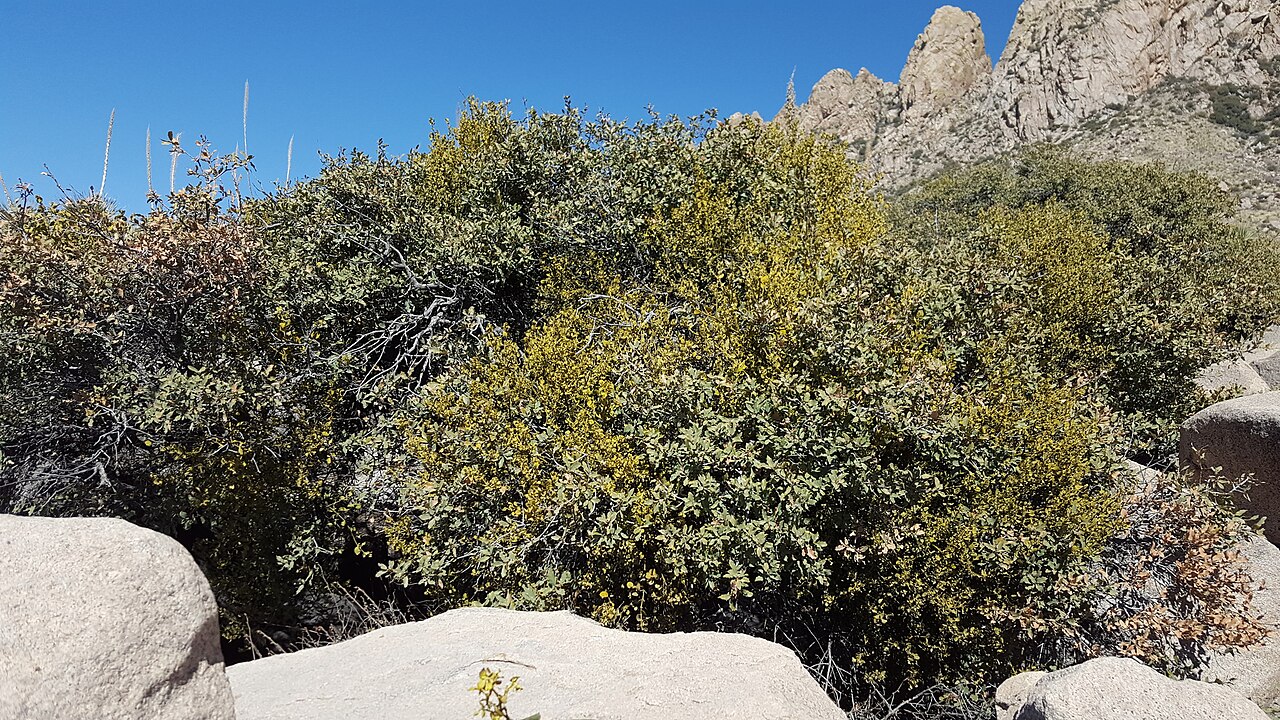 Cory's mistletoe: Cory's Mistletoe ( Phoradendron coryae ) in the United States
