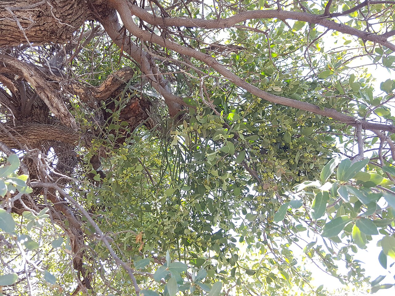 Cory's mistletoe: Cory's Mistletoe ( Phoradendron coryae ) in the United States