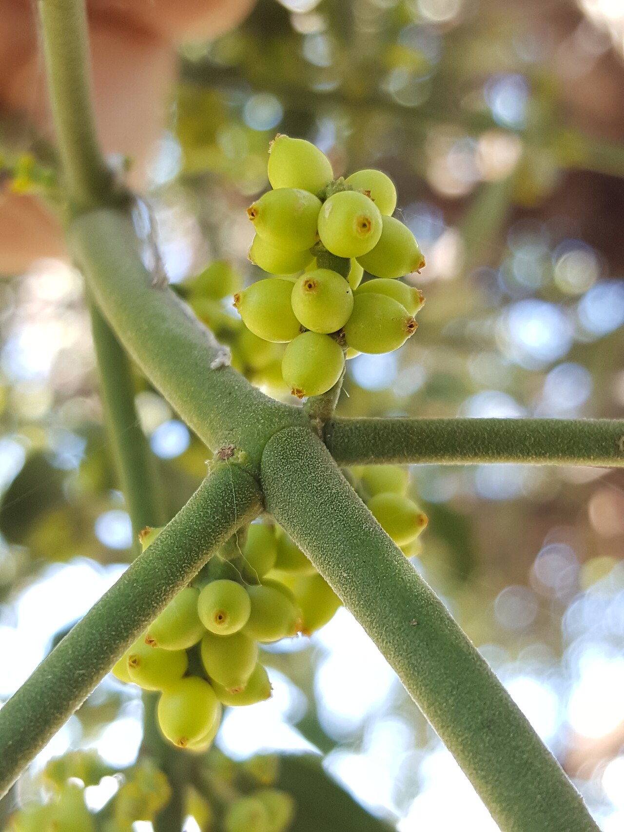 Cory's mistletoe: Cory's Mistletoe ( Phoradendron coryae ) in the United States