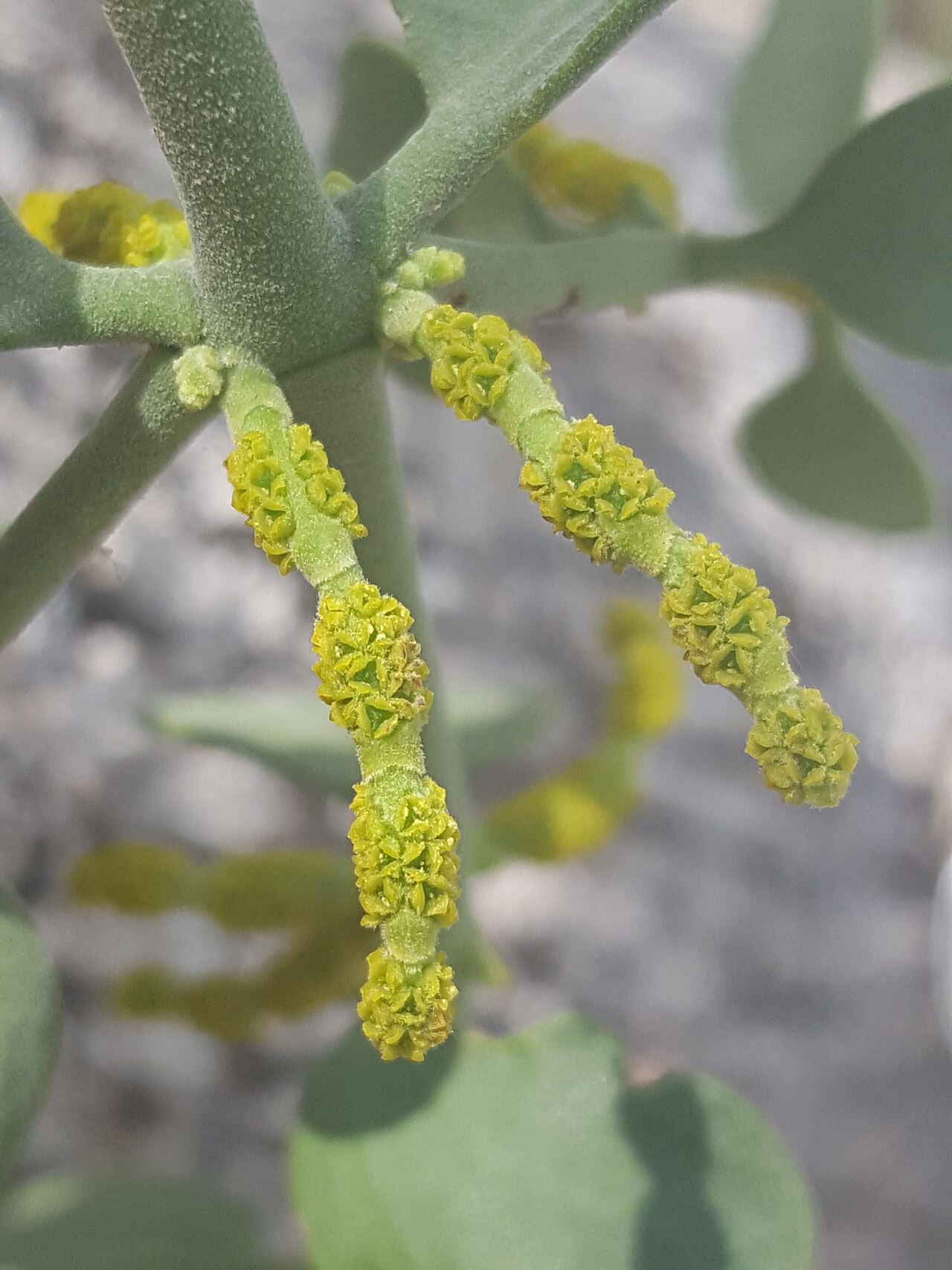 Cory's mistletoe: Cory's Mistletoe ( Phoradendron coryae ) in the United States