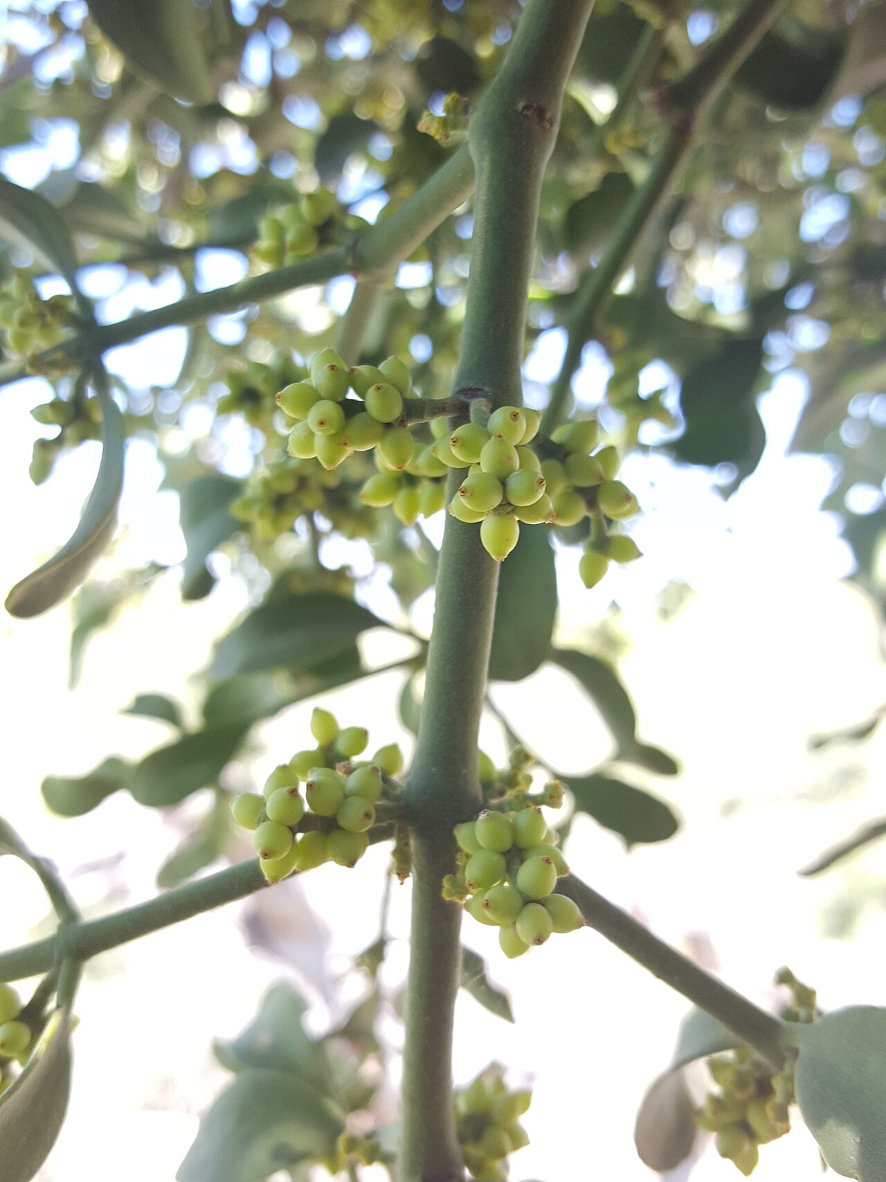 Cory's mistletoe: Cory's Mistletoe ( Phoradendron coryae ) in the United States