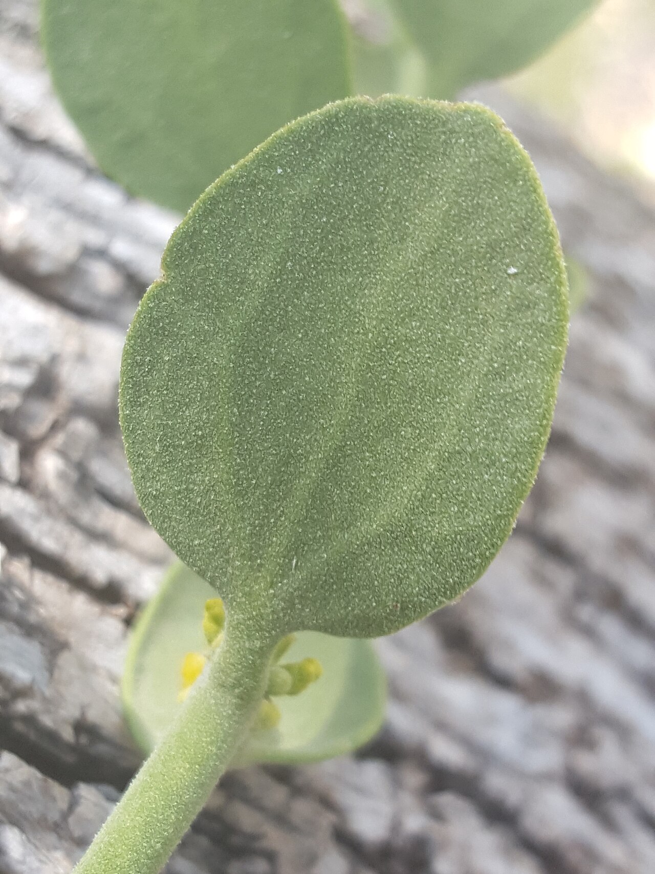 Cory's mistletoe: Cory's Mistletoe ( Phoradendron coryae ) in the United States
