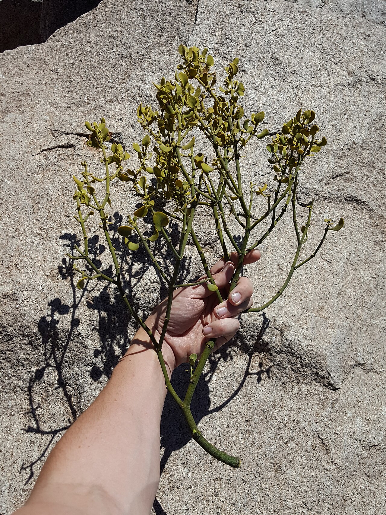 Cory's mistletoe: Cory's Mistletoe ( Phoradendron coryae ) in the United States