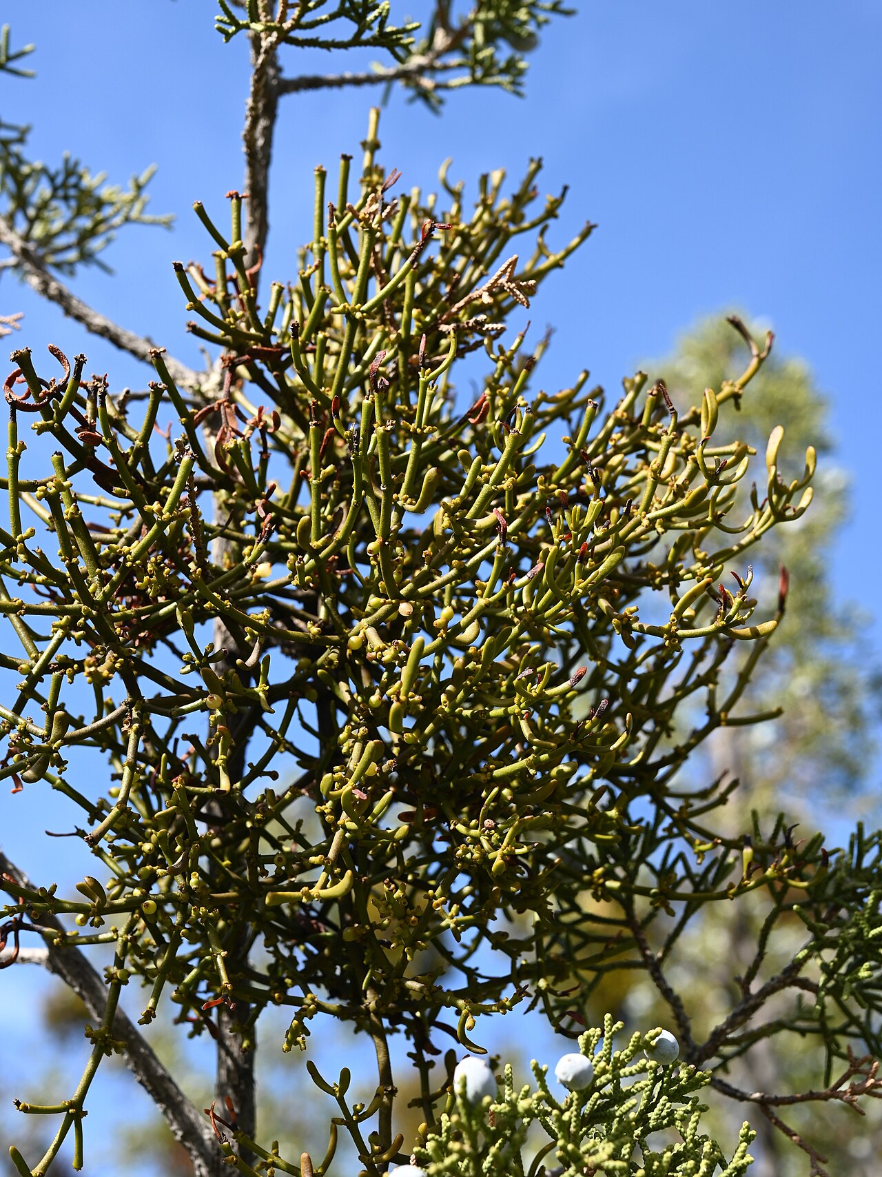 Dense mistletoe: Phoradendron densum on Juniperus californicum in Vasquez Rocks Natural Area, California