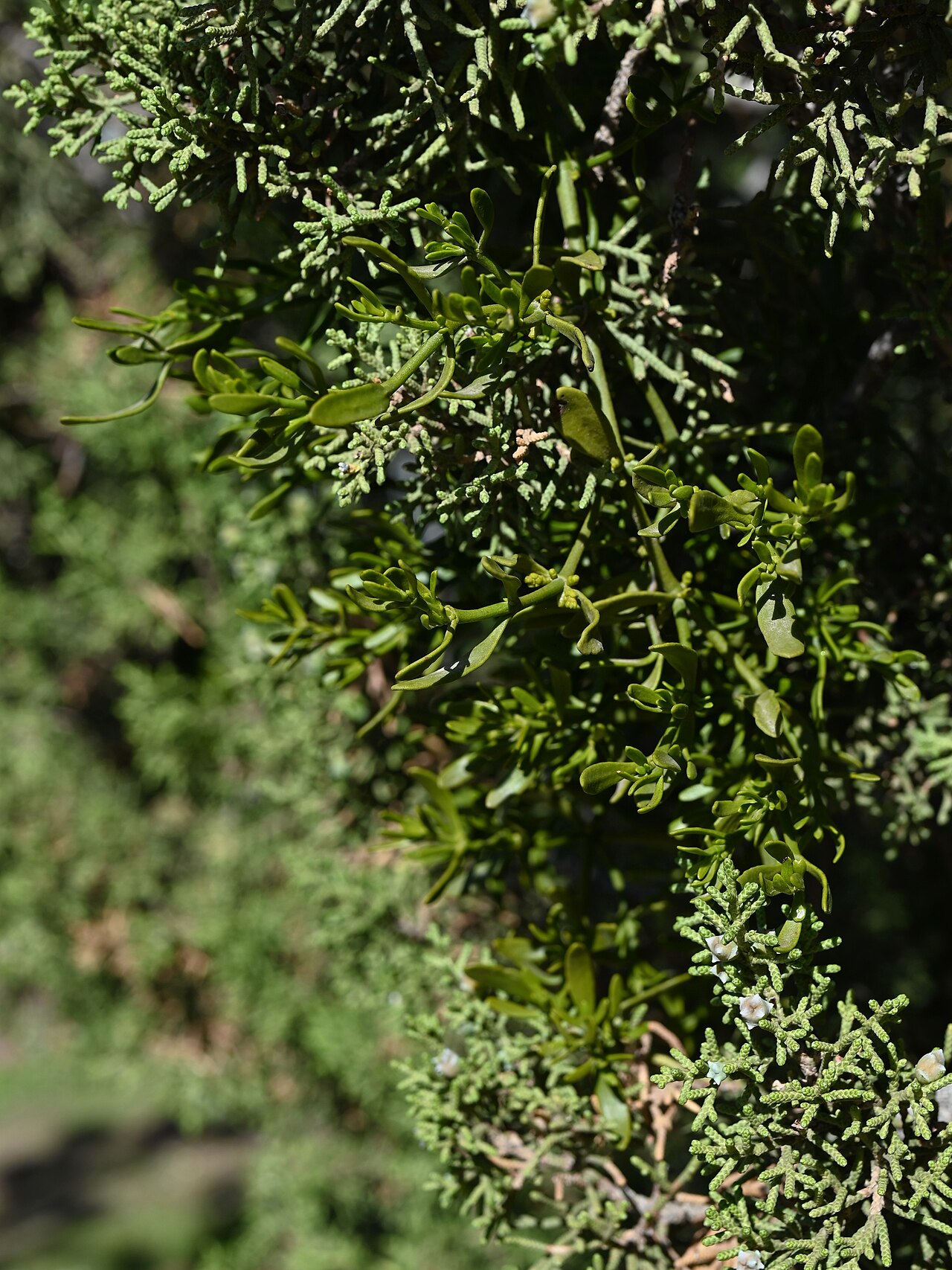 Dense mistletoe: Phoradendron densum on Juniperus californicum in Vasquez Rocks Natural Area, California