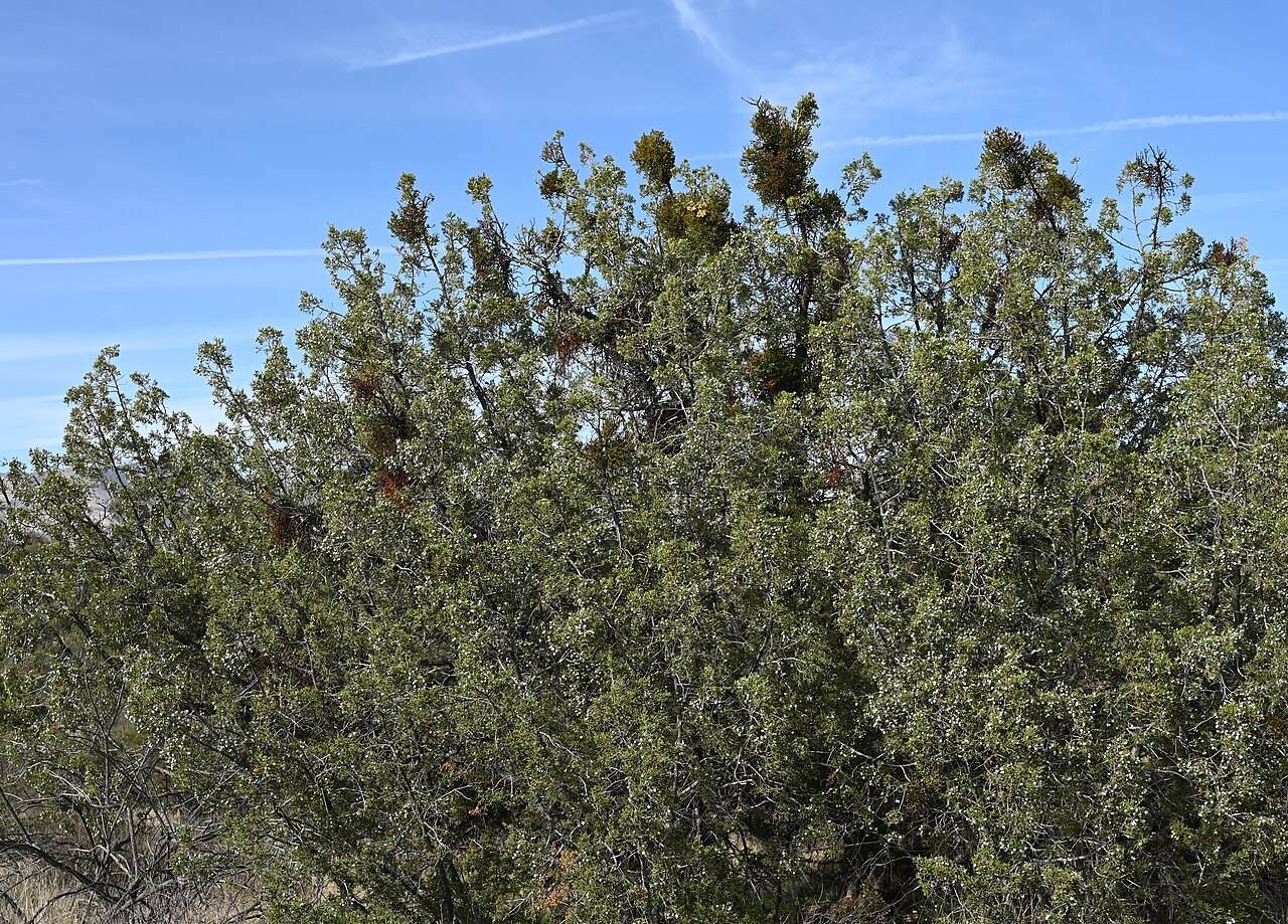 Dense mistletoe: Phoradendron densum on Juniperus californica in Vasquez Rocks Natural Area, California