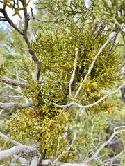 Hawksworth's mistletoe (Phoradendron hawksworthii)
