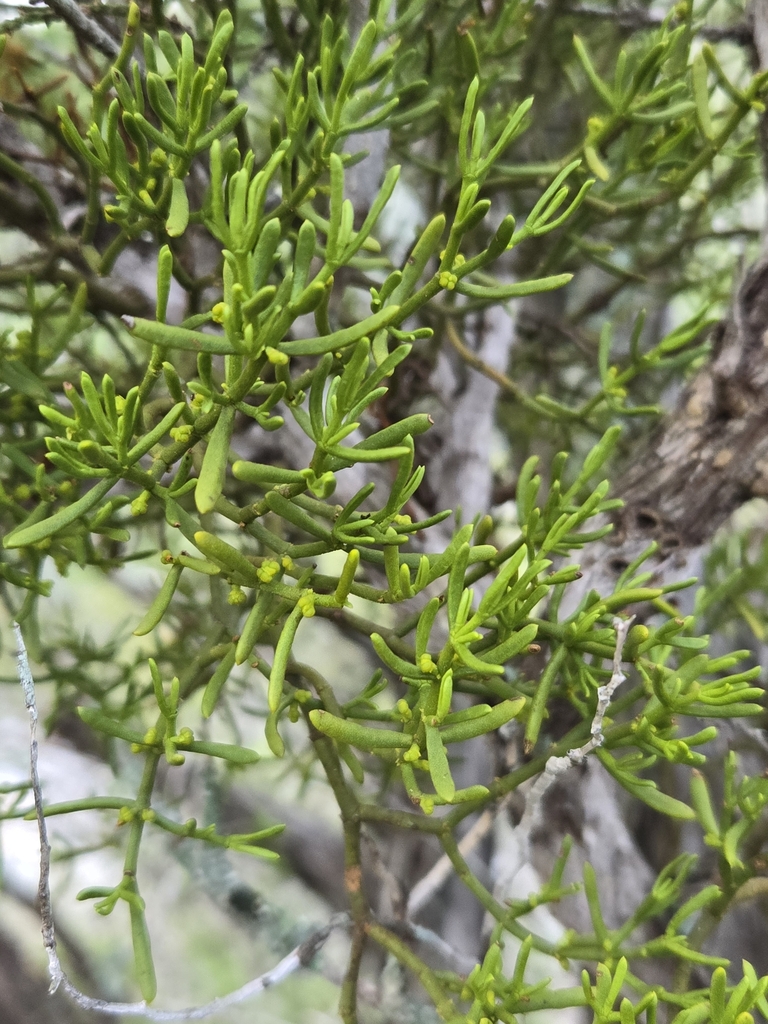 Hawksworth's mistletoe (Phoradendron hawksworthii)