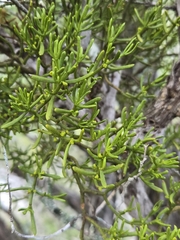 Hawksworth's mistletoe (Phoradendron hawksworthii)