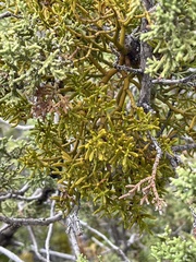 Hawksworth's mistletoe (Phoradendron hawksworthii)