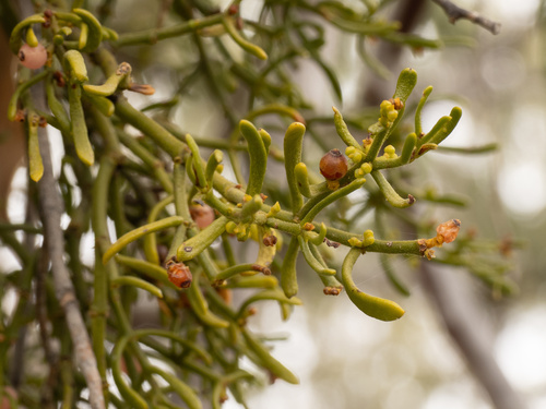 Hawksworth's mistletoe (Phoradendron hawksworthii)