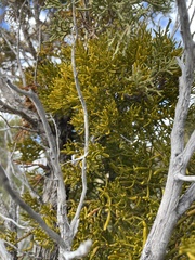Hawksworth's mistletoe (Phoradendron hawksworthii)
