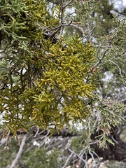 Hawksworth's mistletoe (Phoradendron hawksworthii)