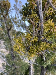 Hawksworth's mistletoe (Phoradendron hawksworthii)
