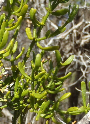 Hawksworth's mistletoe (Phoradendron hawksworthii)