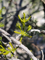 Hawksworth's mistletoe (Phoradendron hawksworthii)