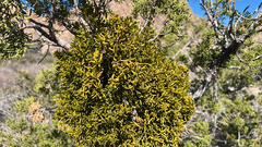 Hawksworth's mistletoe (Phoradendron hawksworthii)