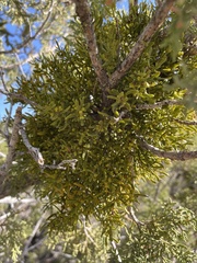 Hawksworth's mistletoe (Phoradendron hawksworthii)