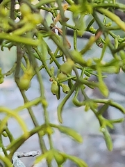 Hawksworth's mistletoe (Phoradendron hawksworthii)