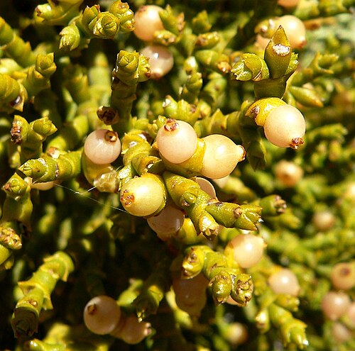 Juniper mistletoe: Phoradendron juniperinum just northwest of Mountain Springs, Spring Mountains , southern Nevada