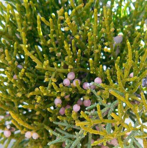 Juniper mistletoe: Photo of Phoradendron juniperinum (juniper mistletoe) in Red Rock Canyon , Nevada