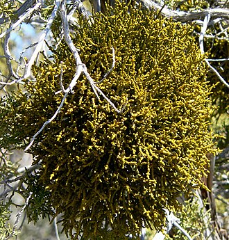 Juniper mistletoe: Photo of Phoradendron juniperinum (juniper mistletoe) in Red Rock Canyon , Nevada