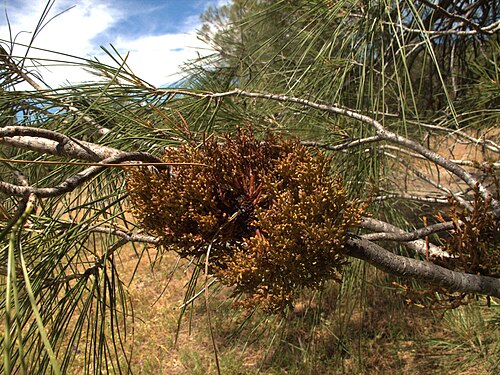 Juniper mistletoe: Phoradendron juniperinum— juniper mistletoe. This mistletoe is not limited to junipers. It is found on other gymnosperms as well; in this case, knobcone pine.