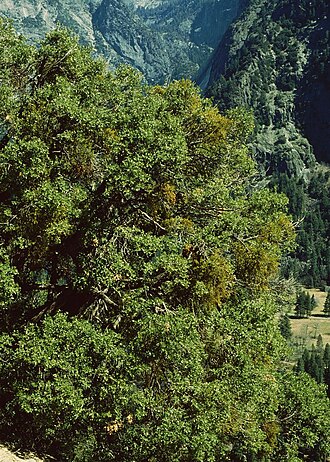 Oak mistletoe: Phoradendron leucarpum subsp. tomentosum (= P. serotinum subsp. tomentosum ), Sandelholzgewächse (Santalaceae), auf Eiche ( Quercus cf. chrysolepis ) – USA, Kal