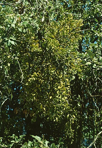 Oak mistletoe: Phoradendron leucarpum subsp. tomentosum (= P. serotinum subsp. tomentosum ), Sandelholzgewächse (Santalaceae) – USA, Kalifornien/California: Yosemite National 